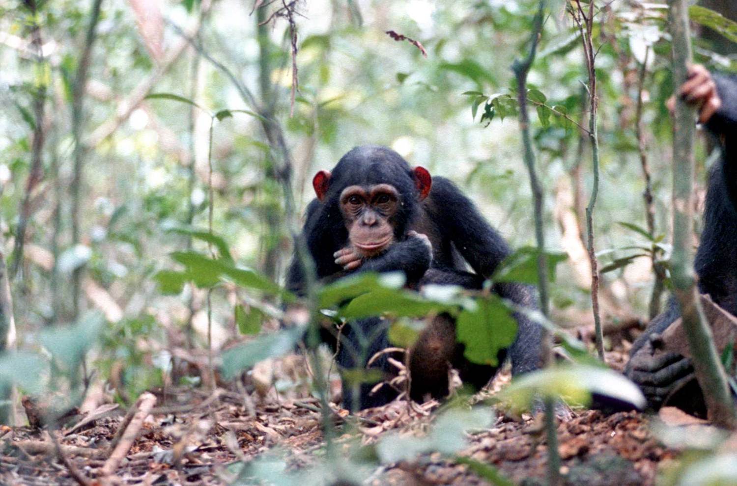 Chimpanzé (Pan troglodytes verus) dans le Parc national de Taï Écotourisme Taï