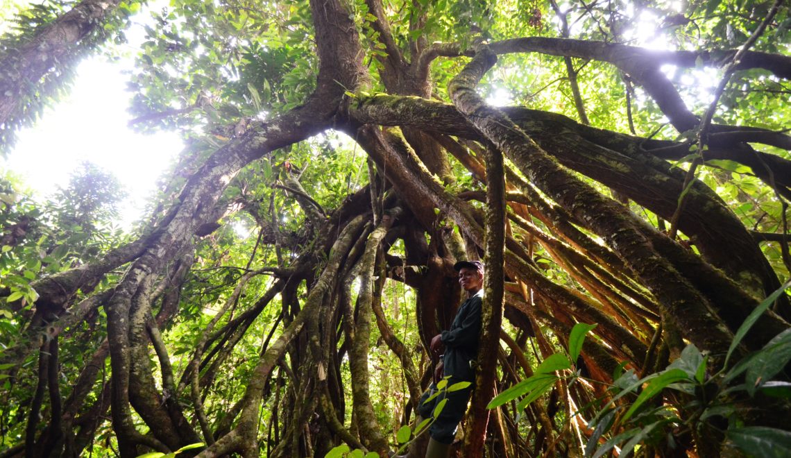 Uapaca guineensis, arbre remarquable du Parc national de Taï