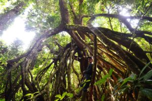Uapaca guineensis, arbre remarquable du Parc national de Taï