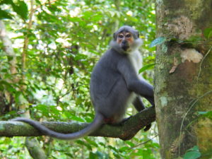 Natahi, mangabey habitué du parc national de Taï
