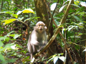 Pizito, mangabey habitué du parc national de Taï