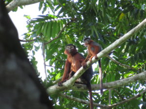 Maman et son petit colobe rouge, au Parc National de Taï
