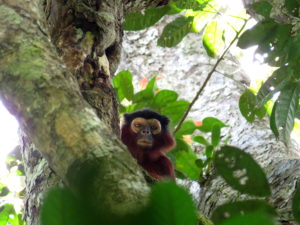 Au coeur du Parc National de Taï, l'observation des Colobes Rouges est possible