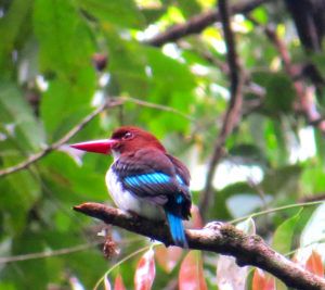 Oiseau multicolore sur une branche