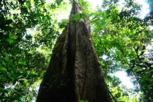 Arbre avec canopée